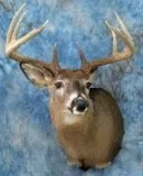 Professional Taxidermy
