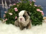 English Bulldog AKC Fawn Brindlewhite Male