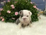 English Bulldog AKC Blue Trindle Male
