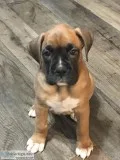 Boxer puppies