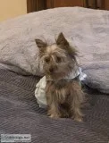 Yorkshire terriers