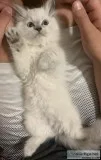 Himalayan kittens
