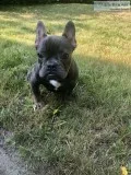 Blue Male French Bulldogs
