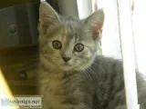 ADORABLE KITTENS