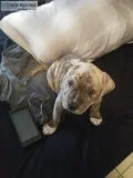 8 week old Bully puppies