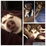 Husky Needs Rehoming