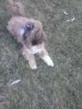 shih tzu ( male)