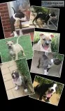 American bully puppies ukc and abkc