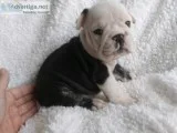 English bulldog puppies