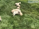 AKC yellow labdador puppies
