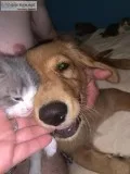 Beutiful Longhair Domestic kittens