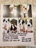 Shorkie puppies for sale