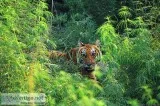 Resorts in jim corbett
