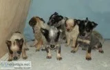 miniature Queensland Heeler pups