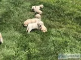 Yellow English lab puppies