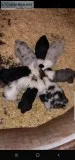 Miniature Australian Shepard Puppies