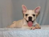 French Bulldog Puppy Boy (Dane)