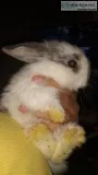Baby bunnies rabbits