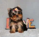 Micro Tiny Teacup Yorkie Puppy Girl (Ciara)