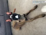 Belgian Malinois