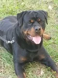 german rottweiler female