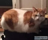 Getting rid of my cat