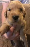 AKC Golden Retriever Puppies