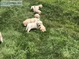 Yellow lab puppies