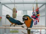 Pair of blue & gold macaw parrots avalab
