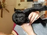 Pure bred black labs