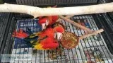 6 months 17 days old Bright Colored Scarlet Macaw parrots