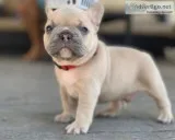 AKC French Bulldogs