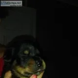 Rottweiler puppies