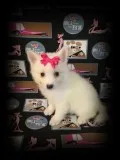 Miniature American Eskimo-Betsy- Female
