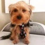 FEMALE YORKIE FOR YOU