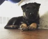 German Shepherd puppy