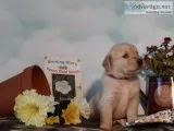 Golden Retriever Pups AKC