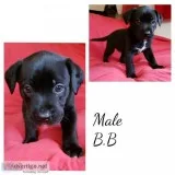 Pitbull Boxer pups