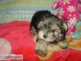 ADORABLE TEN WK OLD MALE AND FEMALE MORKIE PUPS