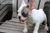 French bulldog and English bulldogs