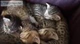 Savannah kittens