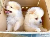 Pomeranian puppies