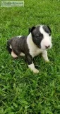 AKC Champion bloodlines Bull Terrier Puppies