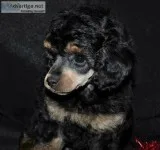 Phantom ToyMiniature Poodle Male