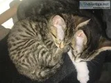 Adorable 8 week old male kittens