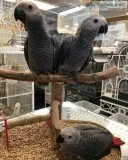 Hand fed & dna tested baby, adult parrot