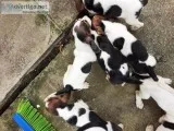Pure breed basset hound puppies
