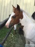 Filly for sell
