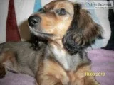 GORGEOUS PURE LONG HAIR DACHSHUND BABY-OLDER CHAMPION LINES