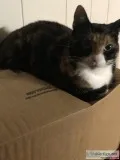 Free Female Cat